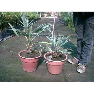 Palmera Brahea Armata